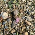 Centaurea paniculataFlower