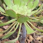 Aeonium pseudourbicum Leaf