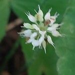 Hydrocotyle leucocephala Flower