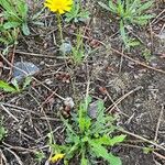 Leontodon saxatilis Habit