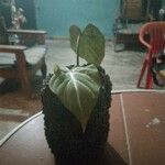 Philodendron gloriosum Fuelha