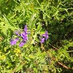 Solanum umbelliferum Flor