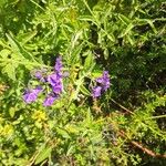 Solanum umbelliferum Květ