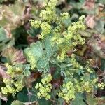 Alchemilla mollis Virág