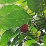 Cornus kousa Ffrwyth