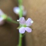 Veronica scutellata Foglia