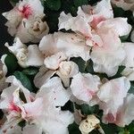 Rhododendron indicum Характер