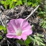 Calystegia soldanella Flor