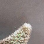 Haageocereus decumbens Drugo