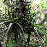 Tillandsia pohliana 葉