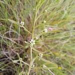 Thesium linophyllon Blüte