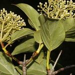 Viburnum venustum Hoja