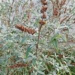 Buddleja davidii Агульны выгляд