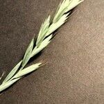 Elymus caninus Квітка