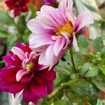 Dahlia pinnata花