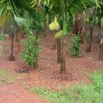 Areca catechu Habit