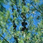 Pinus attenuata Агульны выгляд