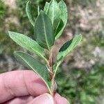 Polygonum cognatum Hoja