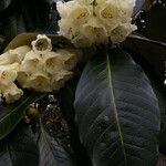 Rhododendron macabeanum Flower