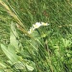 Anemonastrum narcissiflorum Цветок