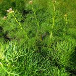 Paeonia tenuifolia Habitus