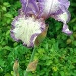 Iris germanica Flower