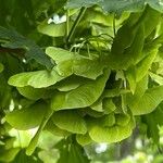 Acer platanoides Meyve