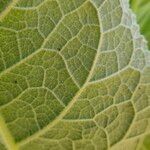 Verbascum phlomoides Blatt