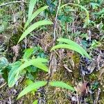 Bomarea edulis Leaf