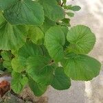 Greyia flanaganii Hoja
