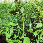 Amaranthus powellii Habitus