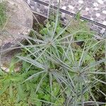 Coccothrinax barbadensis Hoja