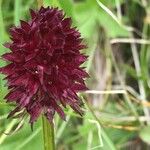 Gymnadenia nigra Floro
