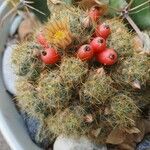 Mammillaria prolifera Листок