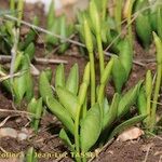 Ophioglossum azoricum Buveinė