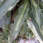 Digitalis ferruginea Fuelha