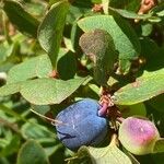 Vaccinium uliginosum Плід