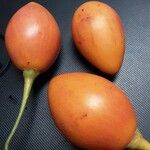 Solanum betaceum 果實