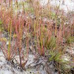 Drosera filiformis Συνήθη χαρακτηριστικά