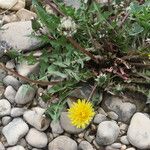 Taraxacum marginellum