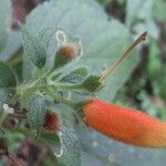 Kohleria tubiflora Kvet