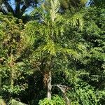 Caryota urens Fruit