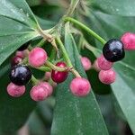 Ardisia elliptica Vili