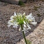 Agapanthus africanusFlor