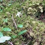 Erythronium oregonum Hábito