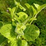 Clinopodium nepeta Ліст