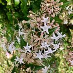 Abelia × grandiflora फूल