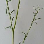 Epilobium brachycarpum Blad