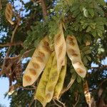 Albizia lebbeck Fruit