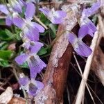 Viola collina Květ